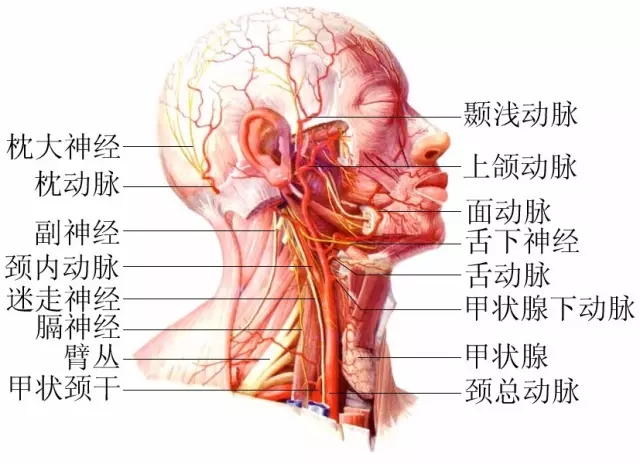 脖子才是身體最致命的位置！